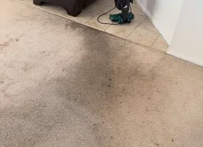 Pet Stain & Odor Removal in Goose Creek, SC