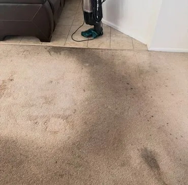 Pet Stain & Odor Removal job in progress
